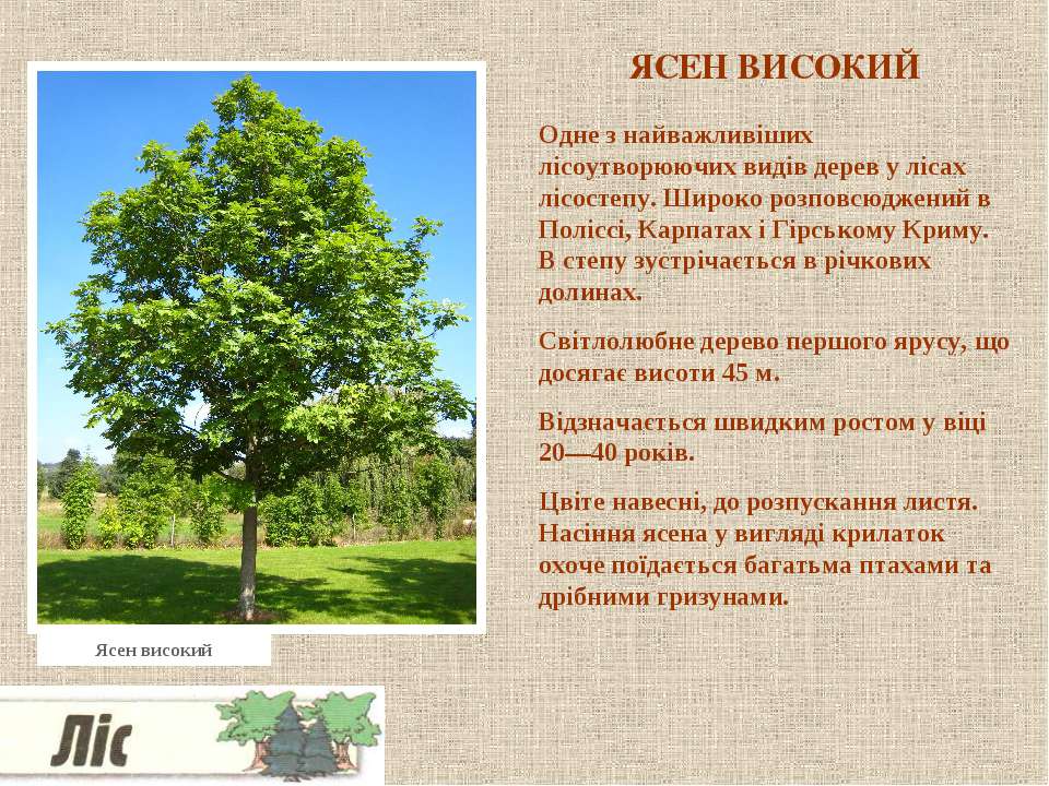 Какие деревья являются символом. Доклад про дуб. Проект про дуб. Дуб краткое описание. Дуб описание кратко.