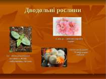 Дводольні рослини Це – молода касторова рослина із двома ембріонними листами....