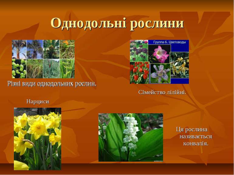 Однодольні рослини Різні види однодольних рослин. Сімейство лілійні. Різні ви...