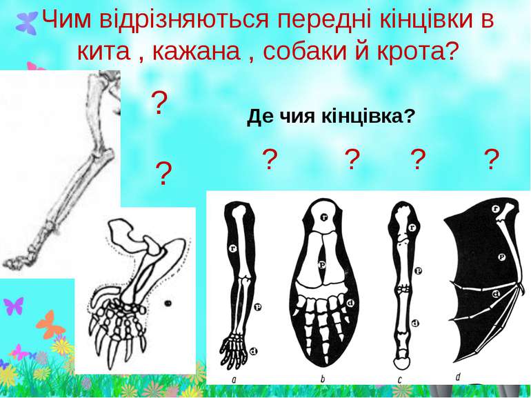 Чим відрізняються передні кінцівки в кита , кажана , собаки й крота? ? ? ? ? ...