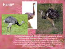 Нанду Південноамериканська родина нелітаючих птахів, єдина родина ряду нандуп...