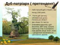 Дуб-патріарх ( претендент) Найстаріший дуб в Україні, має понад 1300 років. Р...