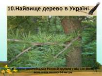 10.Найвище дерево в Україні… Модрина європейська в Рахові.Її зрубали у віці 1...