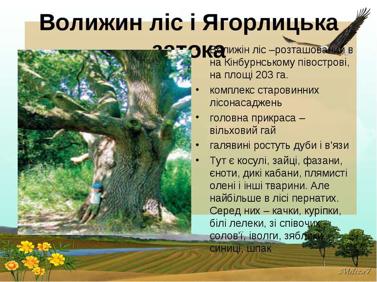 Волижин ліс і Ягорлицька затока Волижін ліс –розташований в на Кінбурнському ...