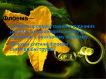 Флоема— головна провідна тканина судинних рослин, що проводить органічні речо...