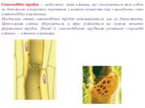 Ситоподібні трубки — видовжені, живі клітини, що сполучаються між собою за до...