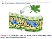 Тканина — це сукупність клітин, що мають спільне походження, подібну будову і...