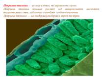 Покривна тканина — це шар клітин, які вкривають орган. Покривна тканина захищ...