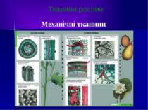 Тканини рослин Механічні тканини