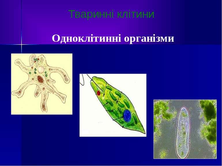 Тваринні клітини Одноклітинні організми