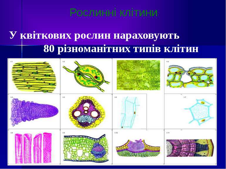 У квіткових рослин нараховують 80 різноманітних типів клітин Рослинні клітини