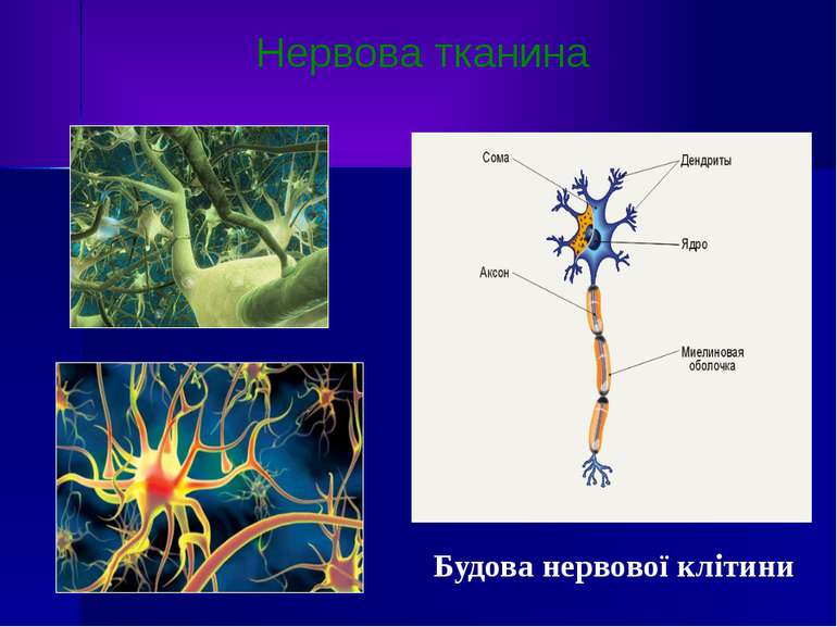 Нервова тканина Будова нервової клітини