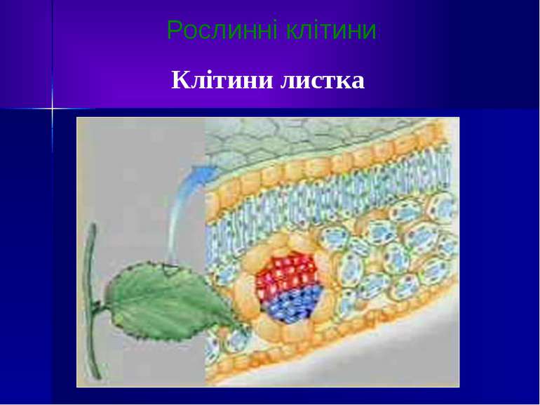 Рослинні клітини Клітини листка