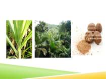 окремі сорти цукрової пальми, окремі сорти цукрової тростини,горіх мускатний