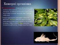 Химерні організми Химерні організми - тварини або рослини, різні клітини яких...