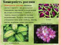 Химерність рослин Химерність рослин виникає легко і просто - як результат пор...