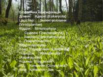 Біологічна класифікація Домен: Ядерні (Eukaryota) Царство: Зелені рослини (Vi...