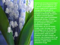 Українська легенда розповідає про те, що квітка виросла там, де впали сльози ...