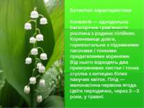 Ботанічні характеристики Конвалія — однодольна багаторічна трав'яниста рослин...