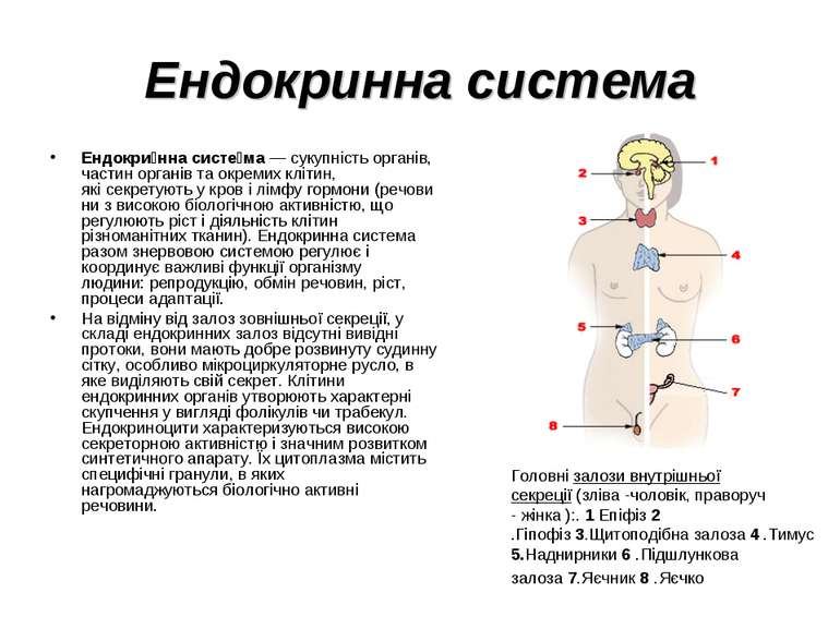 Ендокринна система Ендокри нна систе ма — сукупність органів, частин органів ...