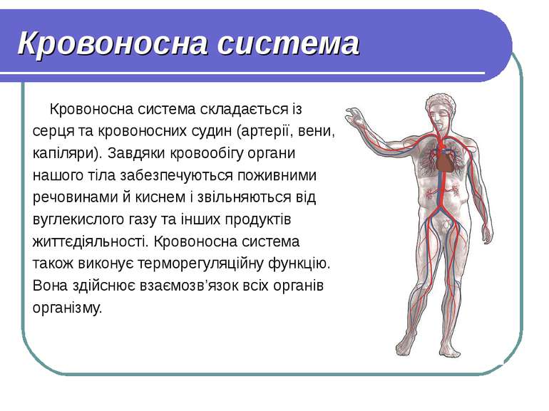 Кровоносна система Кровоносна система складається із серця та кровоносних суд...