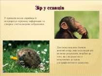 У приматів мозок сприймає й інтерпретує отриману інформацію та створює з неї ...