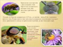 Складні очі бджоли складаються з 4-5 тис., а в трутня – понад 8 тис. маленьки...