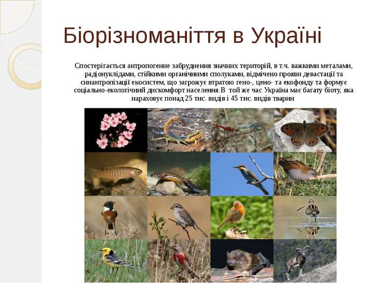 Біорізноманіття в Україні Спостерігається антропогенне забруднення значних те...