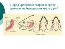Серед хребетних тварин зяброве дихання найкраще розвинуте у риб
