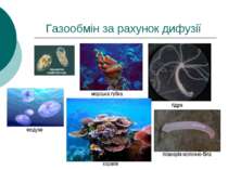 Газообмін за рахунок дифузії морська губка гідра медузи корали планарія молоч...