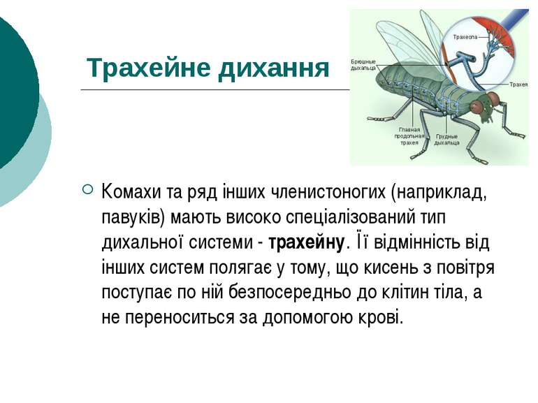 Трахейне дихання Комахи та ряд інших членистоногих (наприклад, павуків) мають...