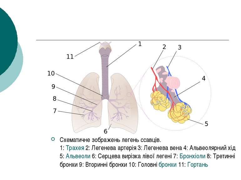 Схематичне зображень легень ссавців. 1: Трахея 2: Легенева артерія 3: Легенев...