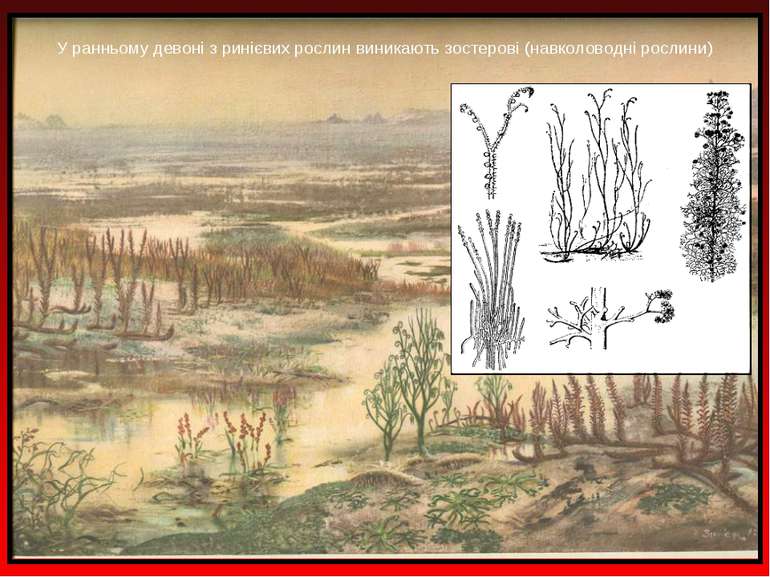 У ранньому девоні з ринієвих рослин виникають зостерові (навколоводні рослини)