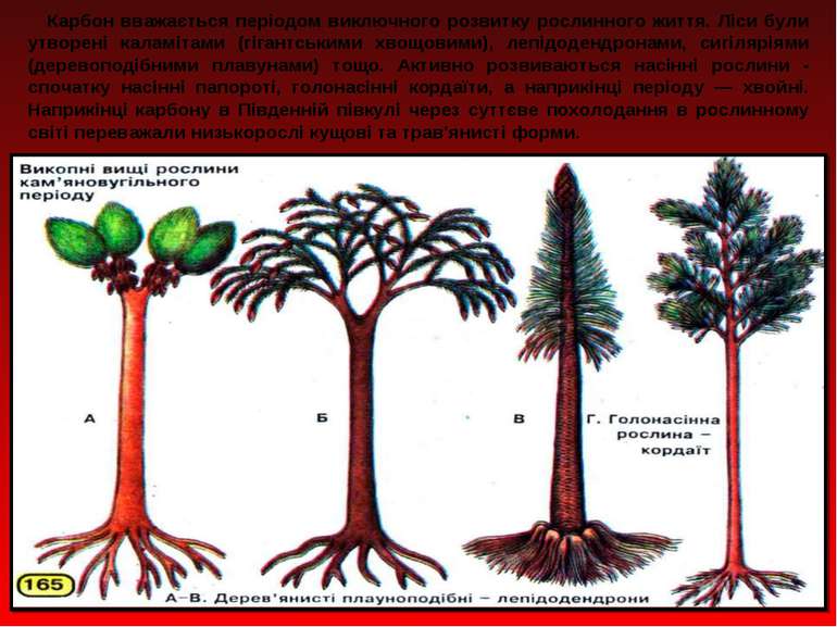 Карбон вважається періодом виключного розвитку рослинного життя. Ліси були ут...