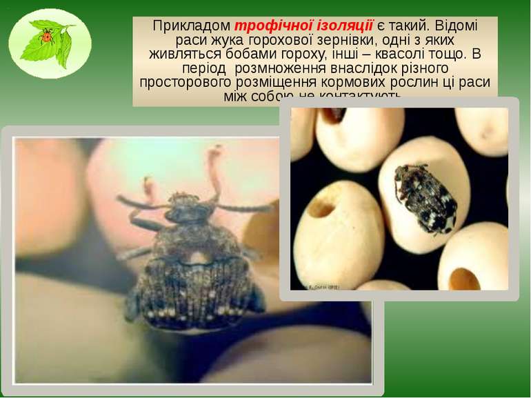 Прикладом трофічної ізоляції є такий. Відомі раси жука горохової зернівки, од...