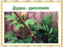Дудка - джоломія http://aida.ucoz.ru