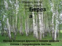 Береза Лісове білокоре дерево з тонким довгим гіллям і серцевидним листям.