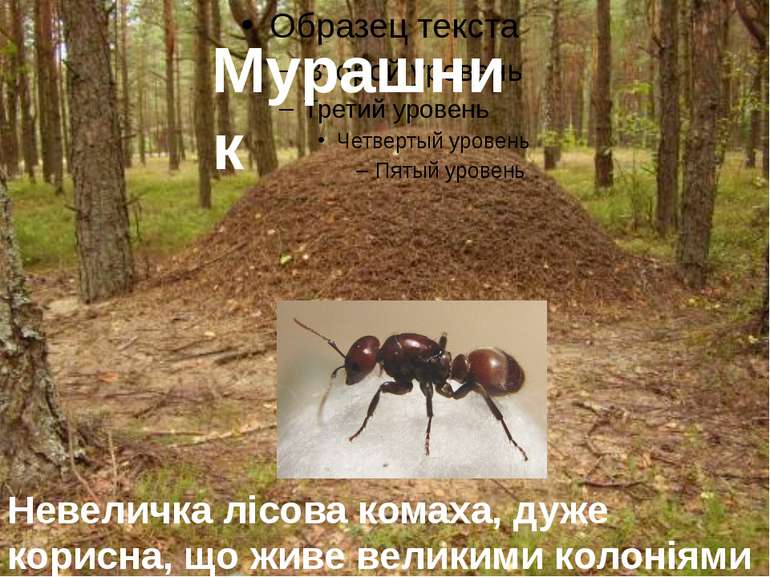Мурашник Невеличка лісова комаха, дуже корисна, що живе великими колоніями в ...
