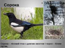 Сорока Сорока – лісовий птах з довгим хвостом і чорно – білим пір'ям, що вида...