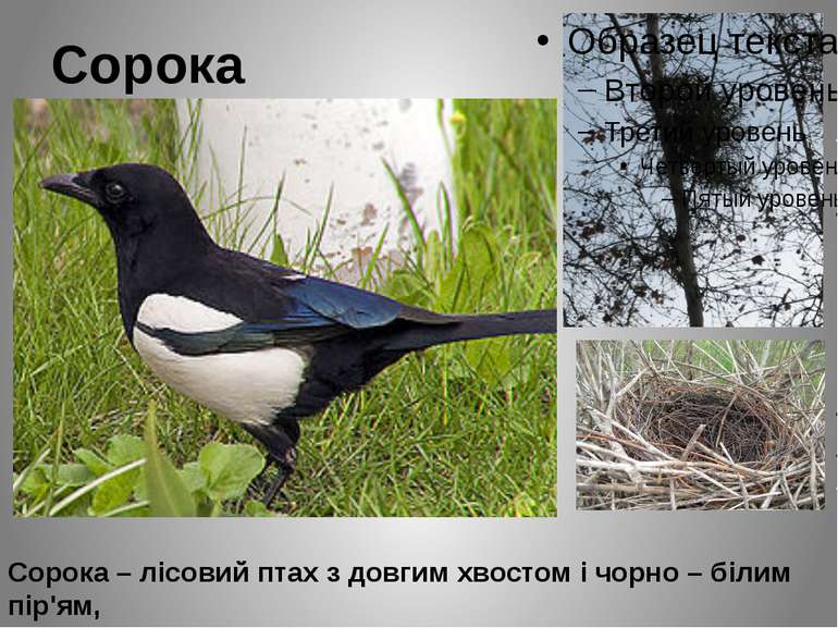 Сорока Сорока – лісовий птах з довгим хвостом і чорно – білим пір'ям, що вида...