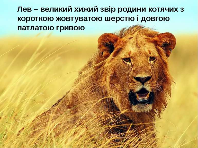 Лев – великий хижий звір родини котячих з короткою жовтуватою шерстю і довгою...