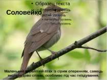 Соловейко Маленький перелітній птах із сірим оперенням, самець якого чудово с...