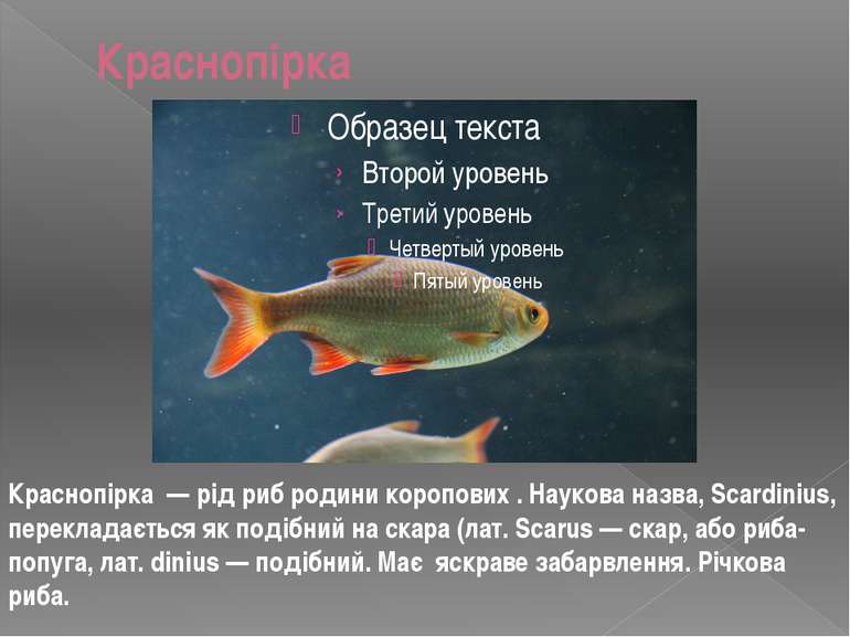 Краснопірка Краснопірка — рід риб родини коропових . Наукова назва, Scardiniu...