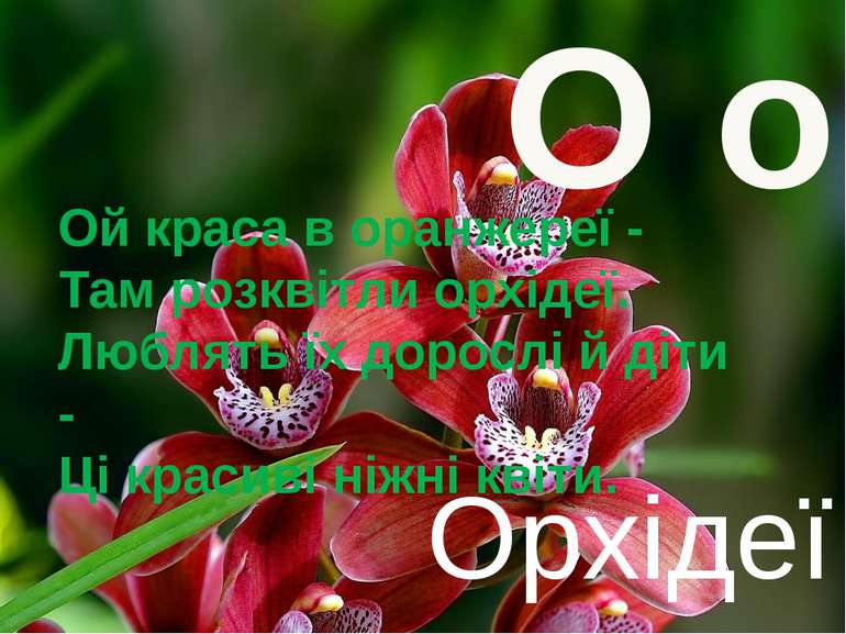 О о Орхідеї Ой краса в оранжереї - Там розквітли орхідеї. Люблять їх дорослі ...