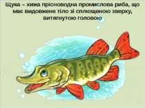 Щука – хижа прісноводна промислова риба, що має видовжене тіло зі сплющеною з...