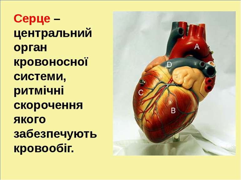 л Серце – центральний орган кровоносної системи, ритмічні скорочення якого за...