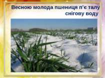 Весною молода пшениця п’є талу снігову воду