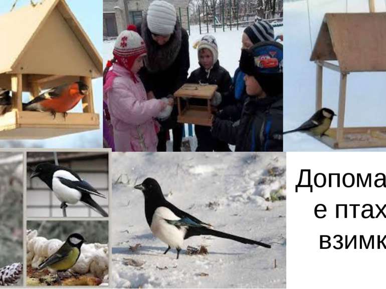Допомагайте птахам взимку!