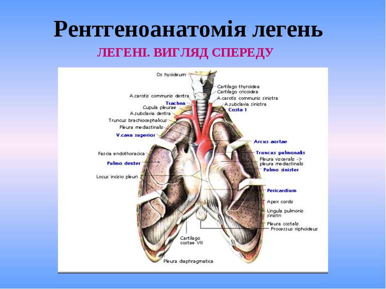 Рентгеноанатомія легень ЛЕГЕНІ. ВИГЛЯД СПЕРЕДУ