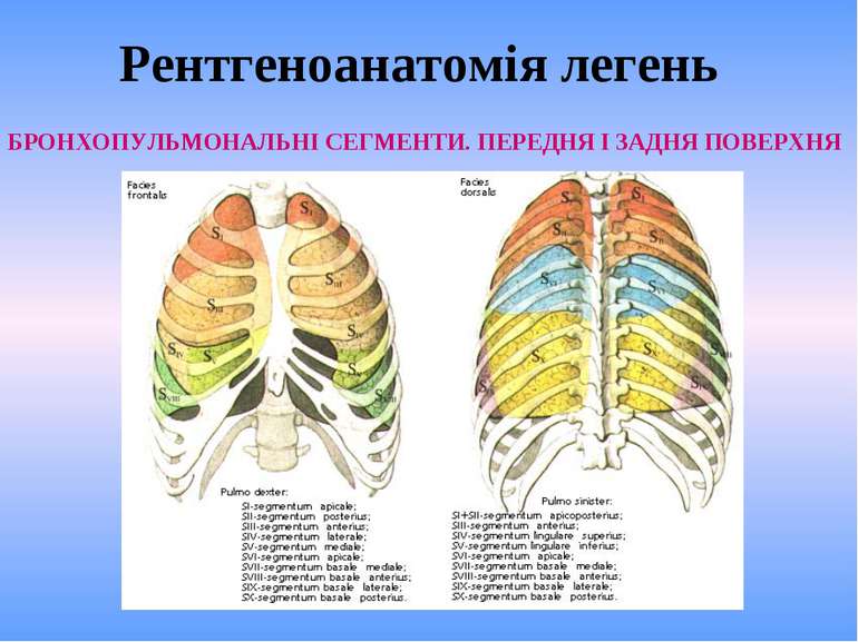 Рентгеноанатомія легень БРОНХОПУЛЬМОНАЛЬНІ СЕГМЕНТИ. ПЕРЕДНЯ І ЗАДНЯ ПОВЕРХНЯ